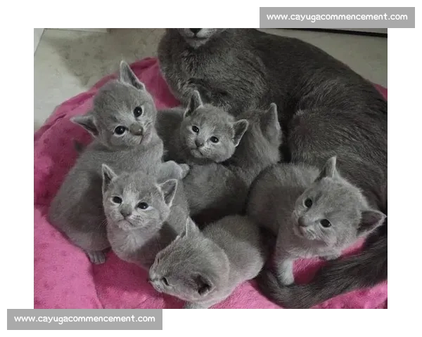 国际猫咪品种比赛等级与评定标准全解析指南