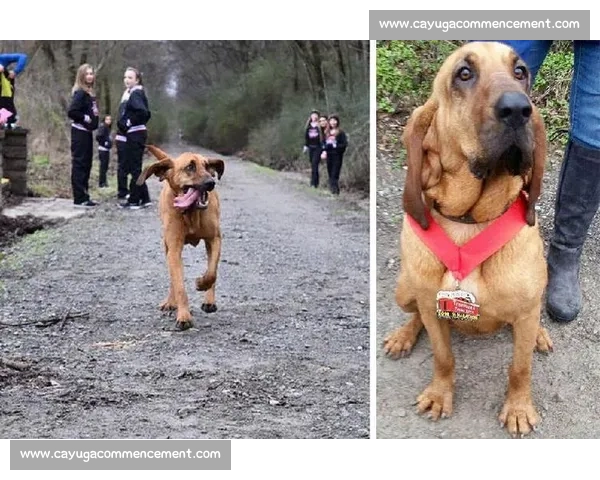 如何带领自家狗狗参加比赛并取得好成绩的实用指南