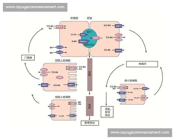 循环比赛图解析与赛程优化策略全方位研究与应用