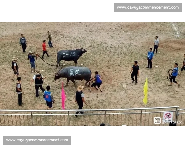 斗牛比赛精彩瞬间回顾与赛场策略深度解析